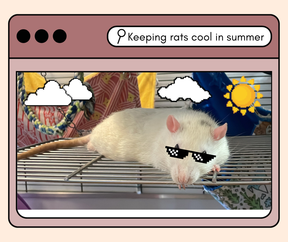 Pet rat best sale websites